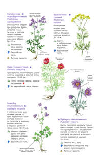 Растения России 9