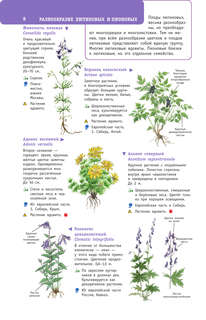 Растения России 8