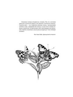 Бабочки и другие насекомые: Атлас-раскраска 4