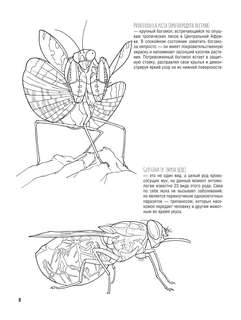 Бабочки и другие насекомые: Атлас-раскраска 10