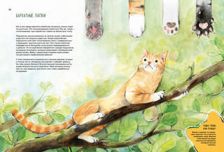 Невероятные коты: Всё, что нужно знать о любимых питомцах 3