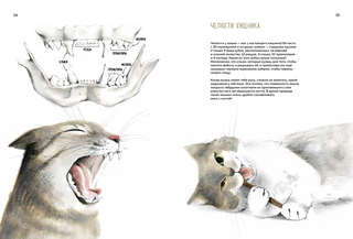 Невероятные коты: Всё, что нужно знать о любимых питомцах 4
