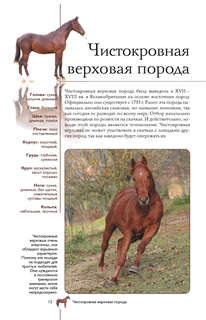 Лошади: Иллюстрированный гид 12