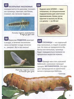 Насекомые: Энциклопедия российского школьника, 250 фактов 3