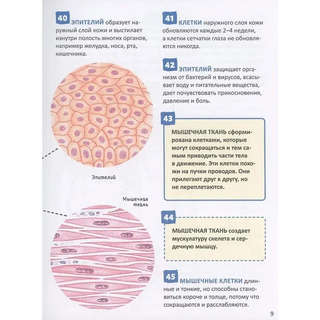 Человек: Энциклопедия российского школьника, 250 фактов 4