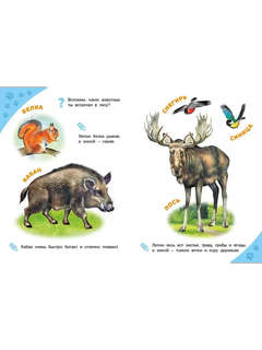 Лесные звери, Энциклопедия для самых маленьких 2