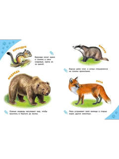 Лесные звери, Энциклопедия для самых маленьких 3