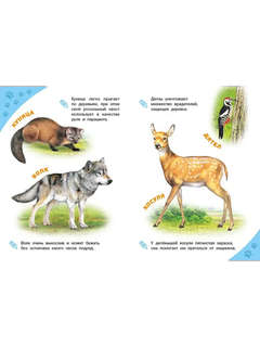 Лесные звери, Энциклопедия для самых маленьких 4