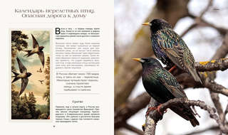 Тайная жизнь леса: Русская природа в фактах и зарисовках 10