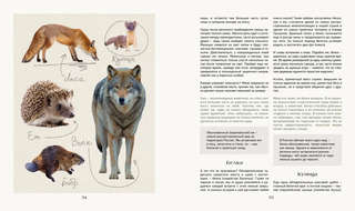 Тайная жизнь леса: Русская природа в фактах и зарисовках 12