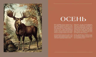 Тайная жизнь леса: Русская природа в фактах и зарисовках 14