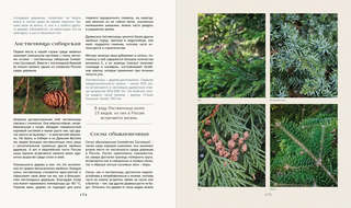 Тайная жизнь леса: Русская природа в фактах и зарисовках 16