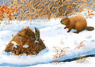 Миллион орехов! 10