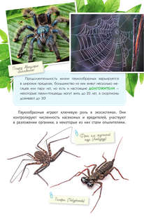 Пауки, скорпионы и многоножки России 5