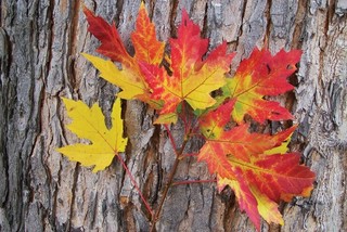 Набор открыток 