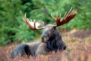 Набор открыток 