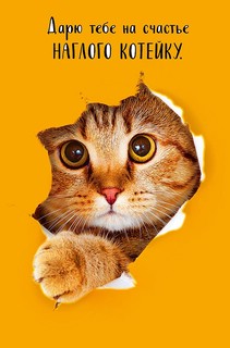 Открытка 'Дарю тебе котейку' артикул 0480.234 1