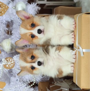 Календарь 2023 'Корги-малыши' настенный перекидной 4