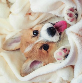 Календарь 2023 'Корги-малыши' настенный перекидной 6