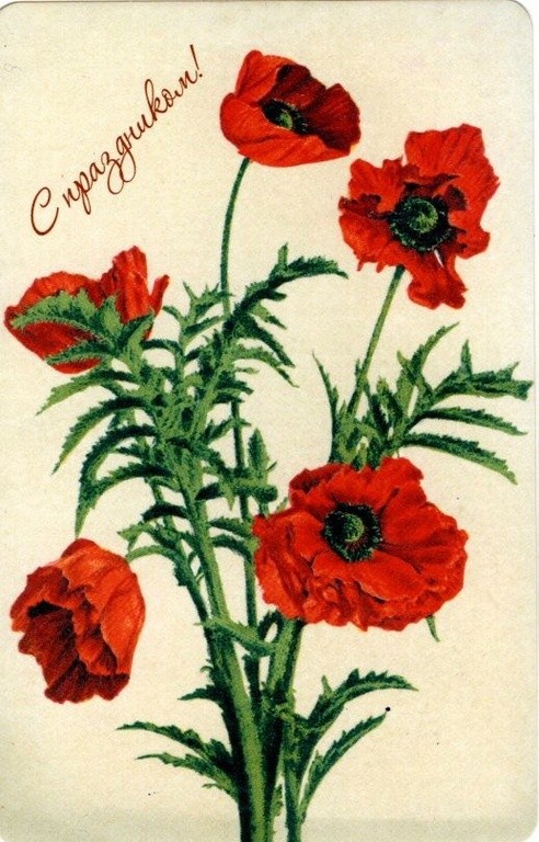 Открытка 'Маки'