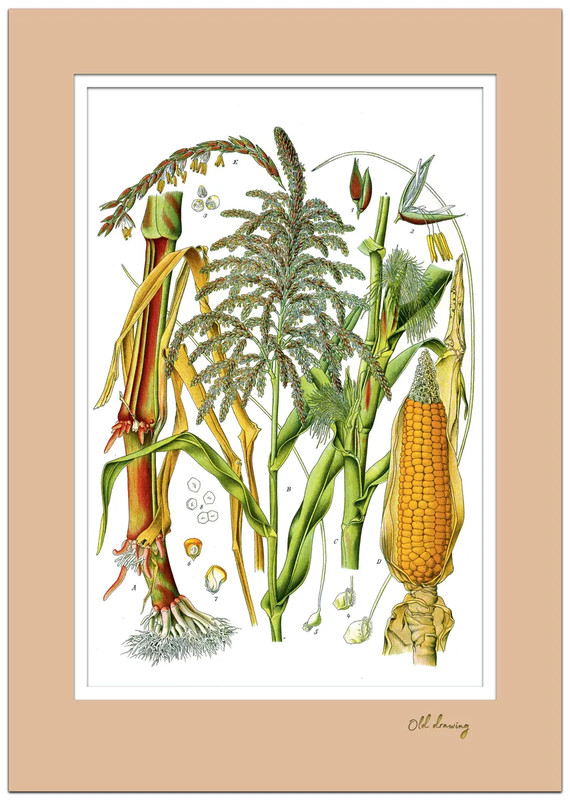 Постер 'Кукуруза' А4 с двойным паспарту №6