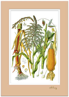 Постер 'Кукуруза' А4 с двойным паспарту №6