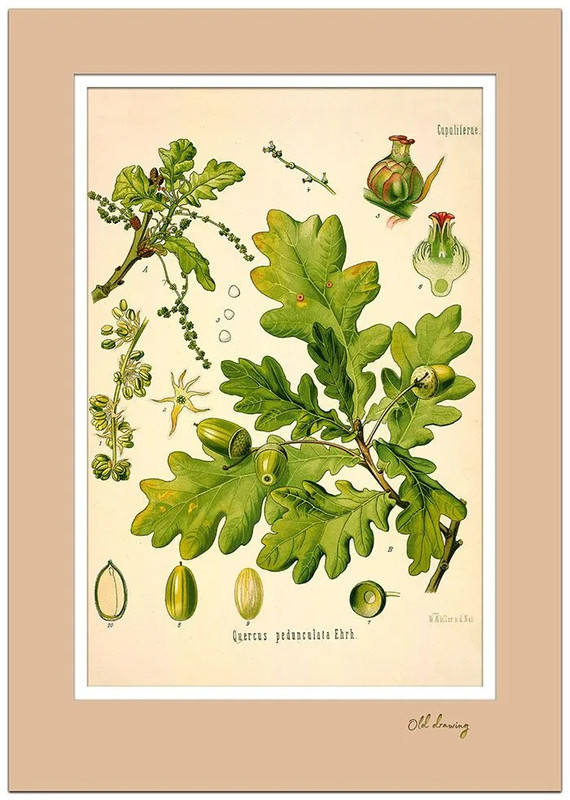 Постер 'Дуб' А4 с двойным паспарту №5