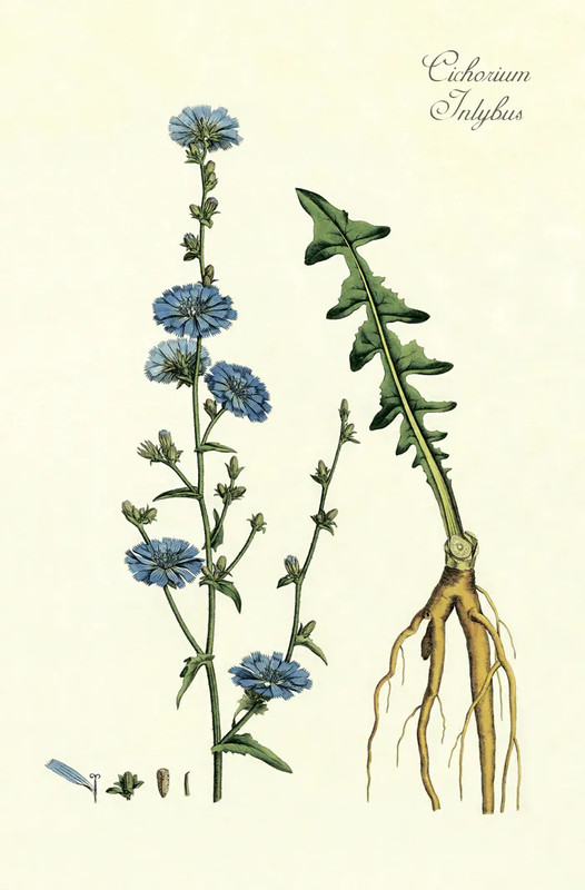 Постер 'Цикорий обыкновенный' А4, с паспарту №12