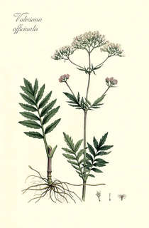 Постер 'Варелиана лекарственная' с паспарту А4, №11