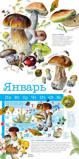 Календарь на 2026 г 'Грибы' настенный перекидной, 30х30 см 7
