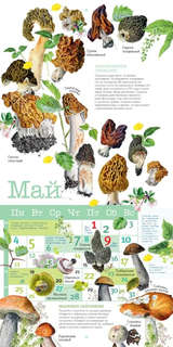 Календарь на 2026 г 'Грибы' настенный перекидной, 30х30 см 10