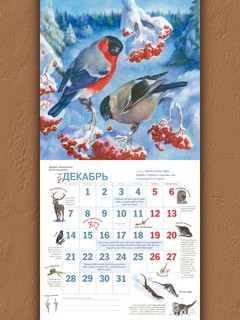 Календарь родной природы, настенный, перекидной календарь на 2026 год 8