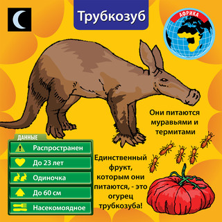 BrainBox Обучающая игра В мире животных 2