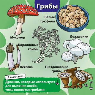 BrainBox Обучающая игра Природа 4