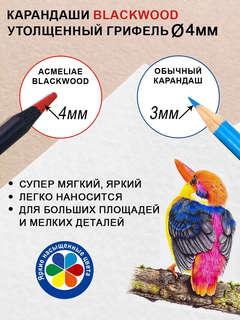 Набор карандашей 48 цветов, Acmeliae Blackwood Artmate в картонном футляре 4