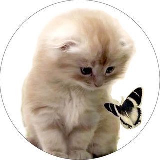 Набор для вышивания VC010 'Милый котенок с бабочкой' 21 х 21 см