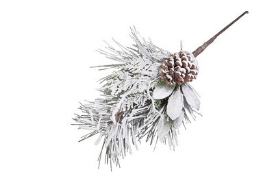 Ветка сосновая 