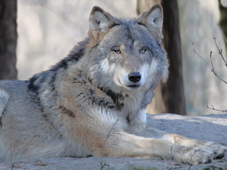 Пазл Prime3D 'Волк', 500 деталей 2