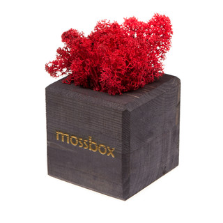 Композиция для декора 'Мох в интерьере 'MossBox black red cube' 1