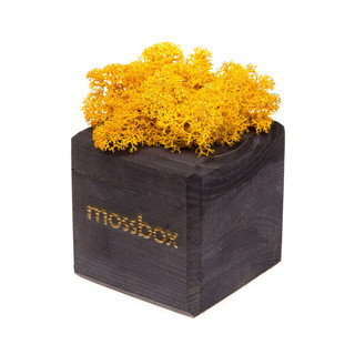Композиция для декора 'Мох в интерьере 'MossBox black yellow cube', цвет желтый