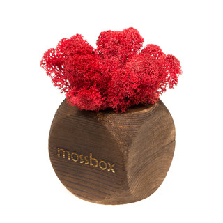 Композиция для декора 'Мох в интерьере 'Mossbox fire red dice'