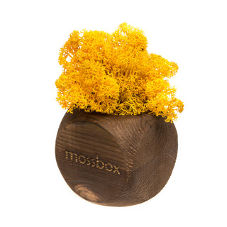 Композиция для декора 'Мох в интерьере 'Mossbox fire yellow dice'