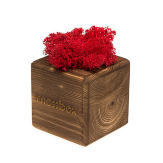 Композиция для декора 'Мох в интерьере 'Mossbox fire red cube'