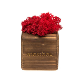 Композиция для декора 'Мох в интерьере 'Mossbox fire red cube' 2