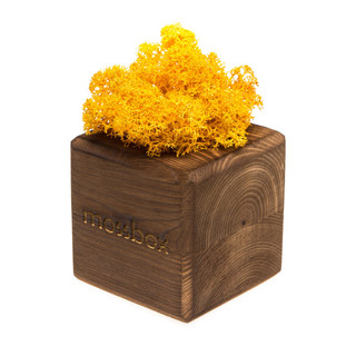 Композиция для декора 'Мох в интерьере 'Mossbox fire yellow cube'