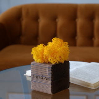 Композиция для декора 'Мох в интерьере 'Mossbox fire yellow cube' 5