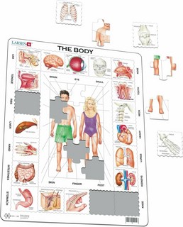 Пазлы для детей Larsen 'Наше тело' 35 элементов, в ассортименте (рус/англ) 4