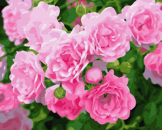 Картина по номерам Цветной 'Кустовая роза', 40 х 50 см