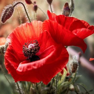 Алмазная мозаика KM0233 'Маки' 30 х 30 см