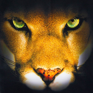 Эко-сумка шоппер с принтом, 'Пума', артикул KW107-000130 2